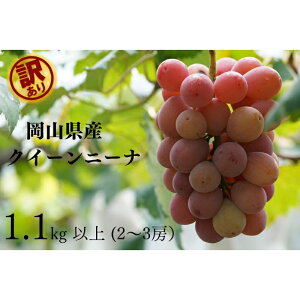 yӂ邳Ɣ[Łz y2026Ns\zRY y󂠂z NC[j[i 1.1kgȏi2`3[jYn ̂ / Ԃǂ  s\ t[c ^s