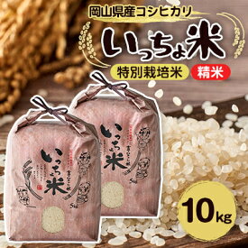 【ふるさと納税】コシヒカリ　いっちょ米(5kg×2袋)【1536084】