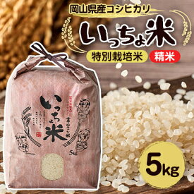 【ふるさと納税】コシヒカリ　いっちょ米(5kg×1袋)【1536092】