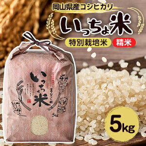 yӂ邳Ɣ[ŁzRVqJ@(5kg×1)y1536092z