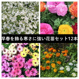 【ふるさと納税】早春を飾る花苗セット【3月発送】12ポット【配送不可地域：離島・北海道・沖縄県】【1625231】