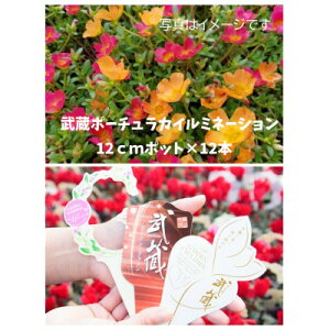 yӂ邳Ɣ[Łz|[`J@12|bgyzsnFEkCEꌧzy1625256z