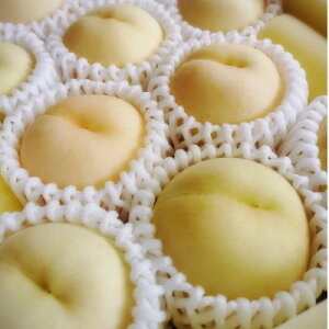 yӂ邳Ɣ[Łzys\2026N8{菇\zRY@(2kg)yzsnFEkCEꌧzy1667433z