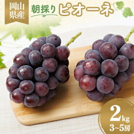 【ふるさと納税】【2026年先行予約】果汁たっぷり朝採りピオーネ2kg【配送不可地域：離島・北海道・沖縄県】【1073054】