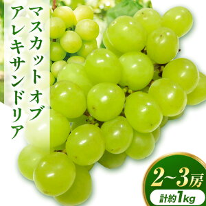 yӂ邳Ɣ[Łzy2026Ns\zH }XJbgIuALThA 2`3[ v1.0kg RЁs2026N8{-9{蔭\tR s }XJbg Ԃǂ ʕ t