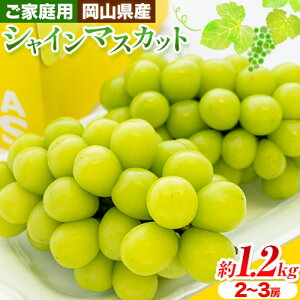 yӂ邳Ɣ[Łzy2025Ns\zƒp RY VC}XJbg 1.2kg ( 2-3[ ) N[ ̍ ܊ (ނ) s2025N9{-11{oׁtR s }
