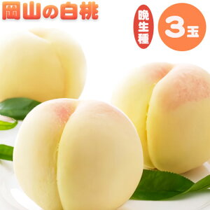【ふるさと納税】 【2026年先行予約】岡山の白桃 晩生種 大玉3玉 約900g 晴れの国 おかやま館(つむぐ株式会社) 《2026年7月下旬-8月下旬頃出荷》岡山県 浅口市 フルーツ モモ 果物 青果 旬【配送