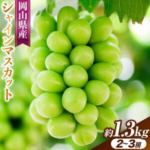 【ふるさと納税】【2026年先行予約】岡山県産 シャインマスカット 選べる内容量 約500g ( 1房 ) または 約1.3kg ( 2〜3房 ) クール便 晴れの国 おかやま館(フルーツランド岡山) 《2026年8月下旬-9月