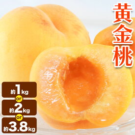 【ふるさと納税】黄金桃 選べる 約1kg 約2kg 約3.8kg【配送不可地域あり】 花田青果株式会社《8月下旬-9月上旬頃出荷》岡山県 浅口市 黄桃 桃 もも 旬 フルーツ 果物