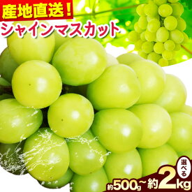 【ふるさと納税】訳あり シャインマスカット 選べる内容量【配送不可地域あり】 花田青果株式会社《2026年9月上旬-10月末頃出荷》