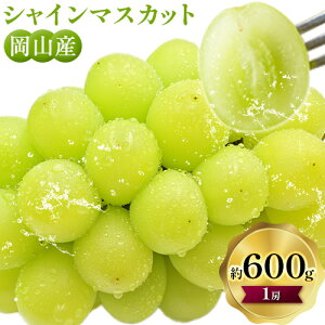 yӂ邳Ɣ[ŁzVC}XJbg 600g (1[)yzsn悠z _s2025N9{-11{oׁtuhE  R s VC}XJbg Ԃǂ t[c 