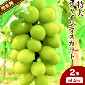yӂ邳Ɣ[Łzys\zp VC}XJbgIׂ 700gȏ 900g 1.2kg 1[ 2[ fruceeds10{-10{oׁt R s RY Ԃǂ t[c ʕ 