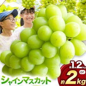 yӂ邳Ɣ[ŁzԂǂ VC}XJbg }XJbg  1.2kg ܂  2kg 2[ ~ 5[ 肨_s2025N10{-11{oׁtR s  Ԃǂ t[c ʕ 
