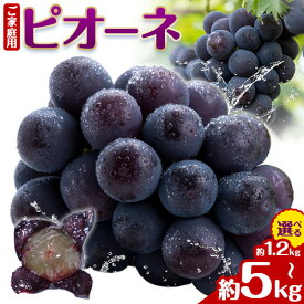 【ふるさと納税】【2026年先行予約】ぶどう ご家庭用 ピオーネ 約1.2kg 約2kg 約5kg 2房~13房 もりおか農園《2026年9月上旬-10月上旬頃出荷》岡山県 浅口市 送料無料 ぶどう フルーツ 果物 くだもの デザート おやつ【配送不可地域あり】