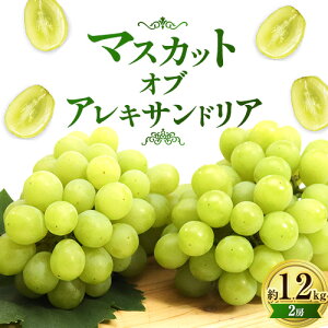 yӂ邳Ɣ[Łz}XJbgEIuEALThA  1.2kg ( 2[ ) ڔ_ s2024N9{-11{oׁt}XJbg  R s }XJbg Ԃǂ t[c ʕ 蕨