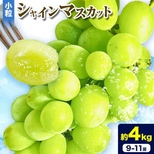 yӂ邳Ɣ[Łz VC}XJbg 9-11[ 4kg ^||_s2025N9{-11{oׁt R s t[c }XJbg Ԃǂ ʕ 蕨 H ①