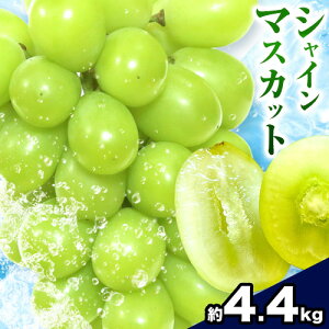 yӂ邳Ɣ[ŁzVC}XJbg Iׂ 2[ 3-4[ 6-8[ ^||_s2025N9{-11{oׁt R s t[c }XJbg Ԃǂ ʕ 蕨 H ①