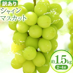 yӂ邳Ɣ[Łz󂠂 VC}XJbg 1.5kg(2~4[)Г{AO[v{ NISSHOKU FARMs2025N10{-12{oׁt uhE Ԃǂ s yzsn悠z ()