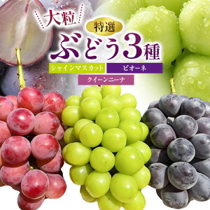 yӂ邳Ɣ[Łzys\zI 嗱 Ԃǂ 3 Zbg 2kg ( 3[ ) VC}XJbg sI[l NC[j[i Г{AO[v{ NISSHOKU FARMs2025N10{-12{o