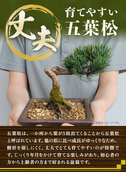 盆栽 五葉松 岡山市内