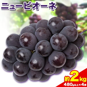 yӂ邳Ɣ[Łzy2026Ns\zj[sI[l 1[480gȏ 2kg 4[ ЎR({)s2026N8{-10{oׁtR s Ԃǂ t[c { ʕ Y RY 