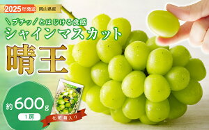 yӂ邳Ɣ[ŁzVC}XJbg  Gi 600g 1[ RY Ԃǂ䒆 Mtg  v[g  j 䋟 ʕ  t[c@yy-36