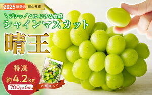 yӂ邳Ɣ[ŁzVC}XJbg  I [ 700g 6[ ϔ RY Ԃǂ Mtg  v[g  j 䋟 ʕ  t[c@Te-5