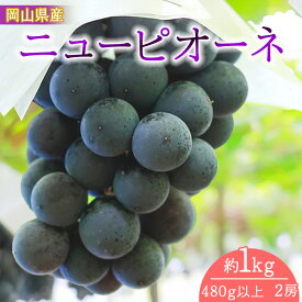 【ふるさと納税】岡山県産　ニューピオーネ（1房480g以上・約1kg）2房入り（ハックルベリーフィン）