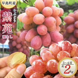 【ふるさと納税】家庭用 冬ぶどう紫苑（3～4房・2kg程度）（林果樹園）～関連キーワード：ぶどう シャインマスカット 岡山 晴王 栽培 晴れの国岡山 年内発送可 年内発送 種無し タネなし 種なし 訳あり 傷 不揃い 規格外～