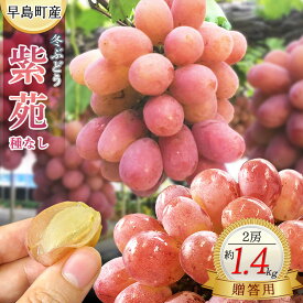 【ふるさと納税】【贈答用】冬ぶどう紫苑（2房・1．4kg程度）（林果樹園）