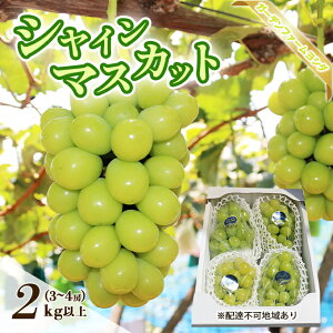 【ふるさと納税】【2026年先行予約】 【ご家庭用】ぶどう 岡山県産 シャインマスカット 2kg以上(3〜4房)《2026年9月上旬-下旬頃出荷》 葡萄 ブドウ 岡山県産 フルーツ 果物 数量限定 期間限定