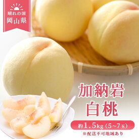 【ふるさと納税】桃 2024年 先行予約 加納岩 白桃 約1.5kg（5～7玉） もも モモ 岡山県産 国産 フルーツ 果物 ギフト　【果物・もも・桃・モモ・フルーツ・白桃・約1.5kg】　お届け：2024年6月下旬～2024年7月上旬