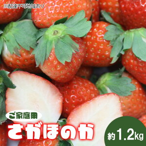 yӂ邳Ɣ[ŁzyƒpzRY ق̂ 1.2kg s2026N1{-4{oׁtC`S R XC[c t[c ʕ s\ ʌ Ԍ R @