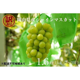 【ふるさと納税】訳あり シャインマスカット 2～3房 合計1.6kg以上 産地直送 朝採れ ぶどう 葡萄 シャイン マスカット 岡山 Kawahara Green Farm 2026年　お届け：2026年9月1日～2026年10月31日