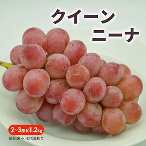 yӂ邳Ɣ[ŁzԂǂ 2026N s\ NC[j[i 2`3[ 1.2kg uhE  R Y t[c ʕ@͂F2026N91`2026N1031