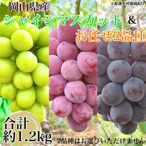 �y�ӂ邳�Ɣ[�Łz�Ԃǂ� 2026�N ��s�\�� �_�Ƃ������̃V���C���}�X�J�b�g�����C��2�i�� 3�[���v��1.2kg �u�h�E ���� ���R���Y ���Y �t���[�c �ʕ� �M�t�g �y Nini farm �_�� ���� �z�@���͂��F2