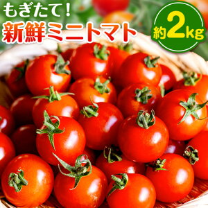 yӂ邳Ɣ[Łz~jg}g Iׂ e 500g 1kg 2kg o_ s1{-5oׁt R |  ~jg}g  VN