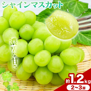 yӂ邳Ɣ[Łzƒp RY VC}XJbg 1.2kg 2[ 3[ ̍܊ s9{-10{oׁtR |  }XJbg ʕ XC[c t[c fU[gyz