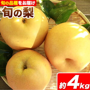 yӂ邳Ɣ[Łz ys\zGi RY {  2.5kg 2~6ʑO 4kg 3`10ʑO  Gi V  XC[c t[c fU[g { R|s9{-1ɏoח\t