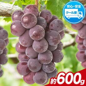 【ふるさと納税】【先行予約】岡山県産 ニューピオーネ 選べる 約600g(1房) 約1.2kg(2房) 葡萄 果物 秋旬 訳あり 優品 厳選出荷 スイーツ フルーツ デザート 岡山県矢掛町《8月下旬〜10月中旬頃に出荷予定(土日祝除く)》数量限定 2025