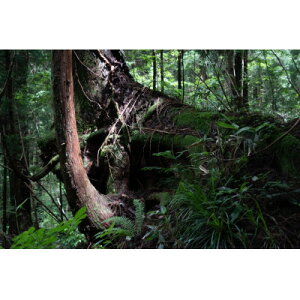 【ふるさと納税】新庄村 森林セラピー体験チケット(3名様分)【1606990】