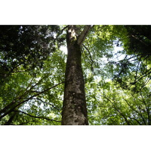 【ふるさと納税】新庄村 森林セラピー体験チケット(6名様分)【1607000】