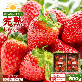 【ふるさと納税】鏡野町産 朝採れ！旬の完熟いちご 300g×2パックor4パック＜2026年1月～3月発送＞【038-a003/038-a004】