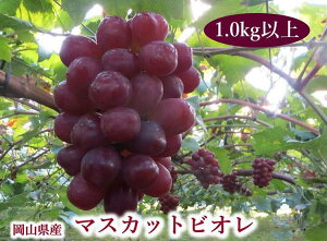 yӂ邳Ɣ[Łz RY Ԃǂ }XJbgrI 1.0kgȏ 10{11{ _A13