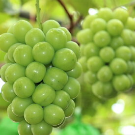 【ふるさと納税】【2026年発送_先行予約】岡山県産 ぶどう シャインマスカット 選べる 700g以上 (1房) ／ 1.2kg以上 (2房) ／ 1.4kg以上 (2房)