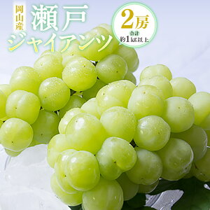 yӂ邳Ɣ[ŁzRY ˃WCAc 2[i1[480gȏj v1kg ϔ Ԃǂ uhE  ʕ  t[c Ȃ 嗱 x ①  Y R ދ` 