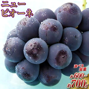 yӂ邳Ɣ[ŁzqIׂeʁr RYj[sI[l 1[ 700g  600g Ԃǂ uhE  t[c ʕ  ʎ Ȃ 햳 Y ① R ދ`  y2025N8