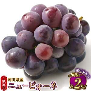yӂ邳Ɣ[ŁzyIׂeʁzyƒpz RY j[sI[l 600g`2kg sI[l Ԃǂ uhE  ʕ t[c Ȃ 嗱 x ①  Y R ދ` 