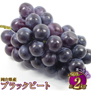 yӂ邳Ɣ[ŁzyIׂeʁzRY ubNr[g 600g`2kg Ԃǂ uhE  ʕ  t[c Ԃǂ  ①  R ދ`  y2026N8