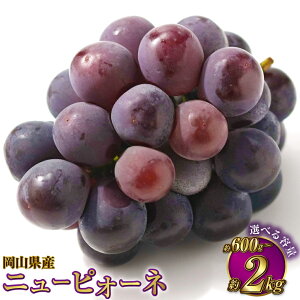 yӂ邳Ɣ[ŁzyIׂeʁzRY j[sI[l 600g`2kg  sI[l Ԃǂ uhE ʕ  t[c  蕨 Mtg ①  R ދ` 